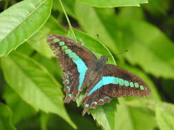 صورة Graphium sarpedon (Linnaeus 1758)