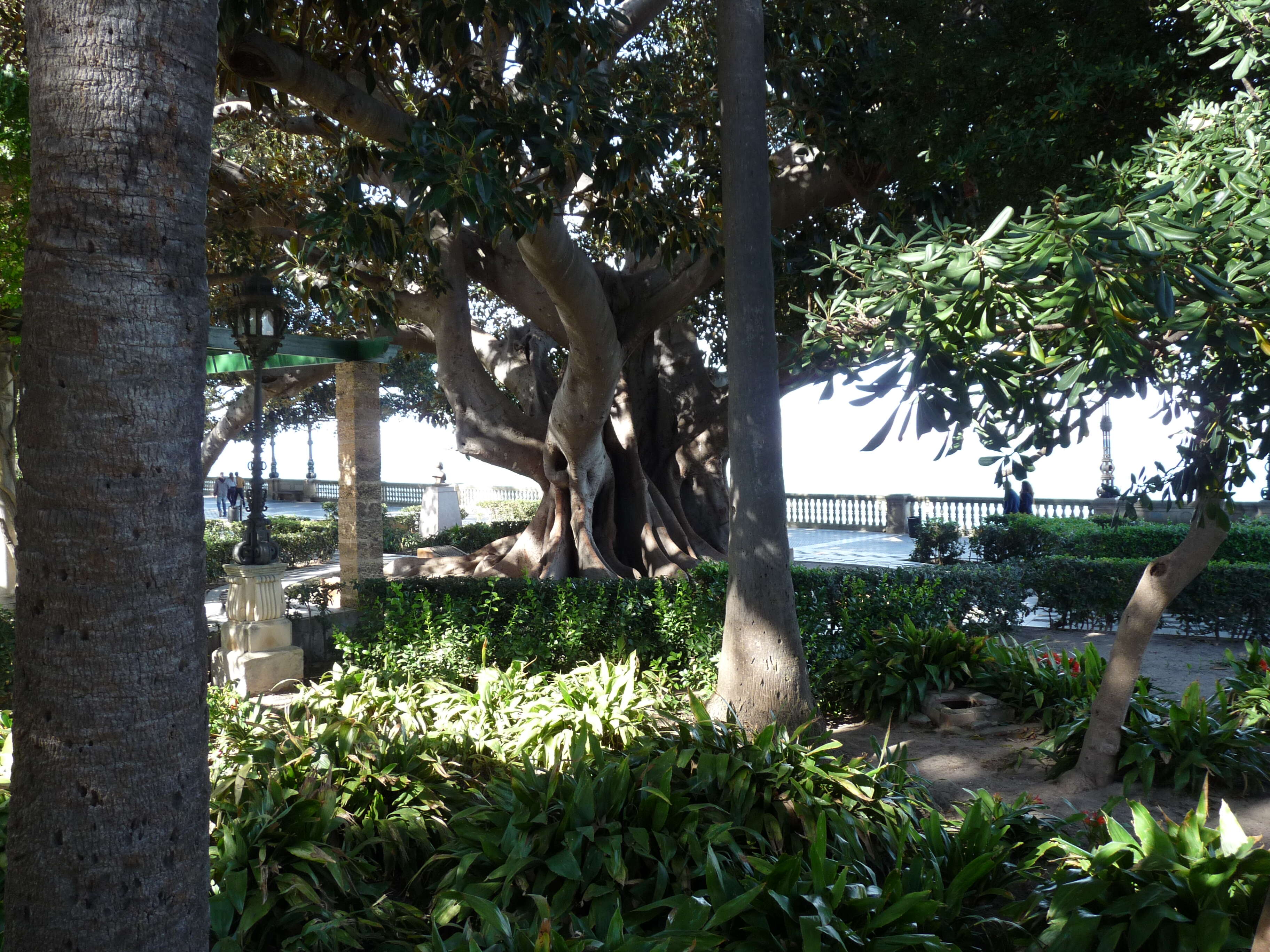 Image of Moreton Bay fig