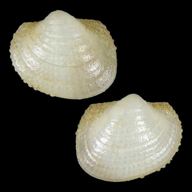 Image of Bathyarca lucida Poppe, Tagaro & Goto 2018