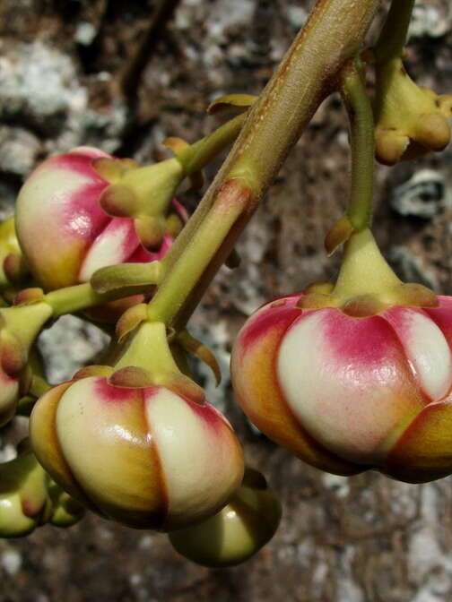 Image of Cannonball Tree