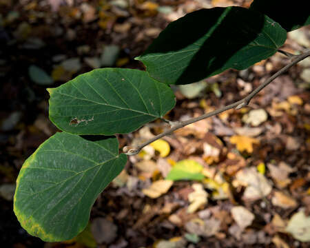 Imagem de Hamamelis mollis Oliv.