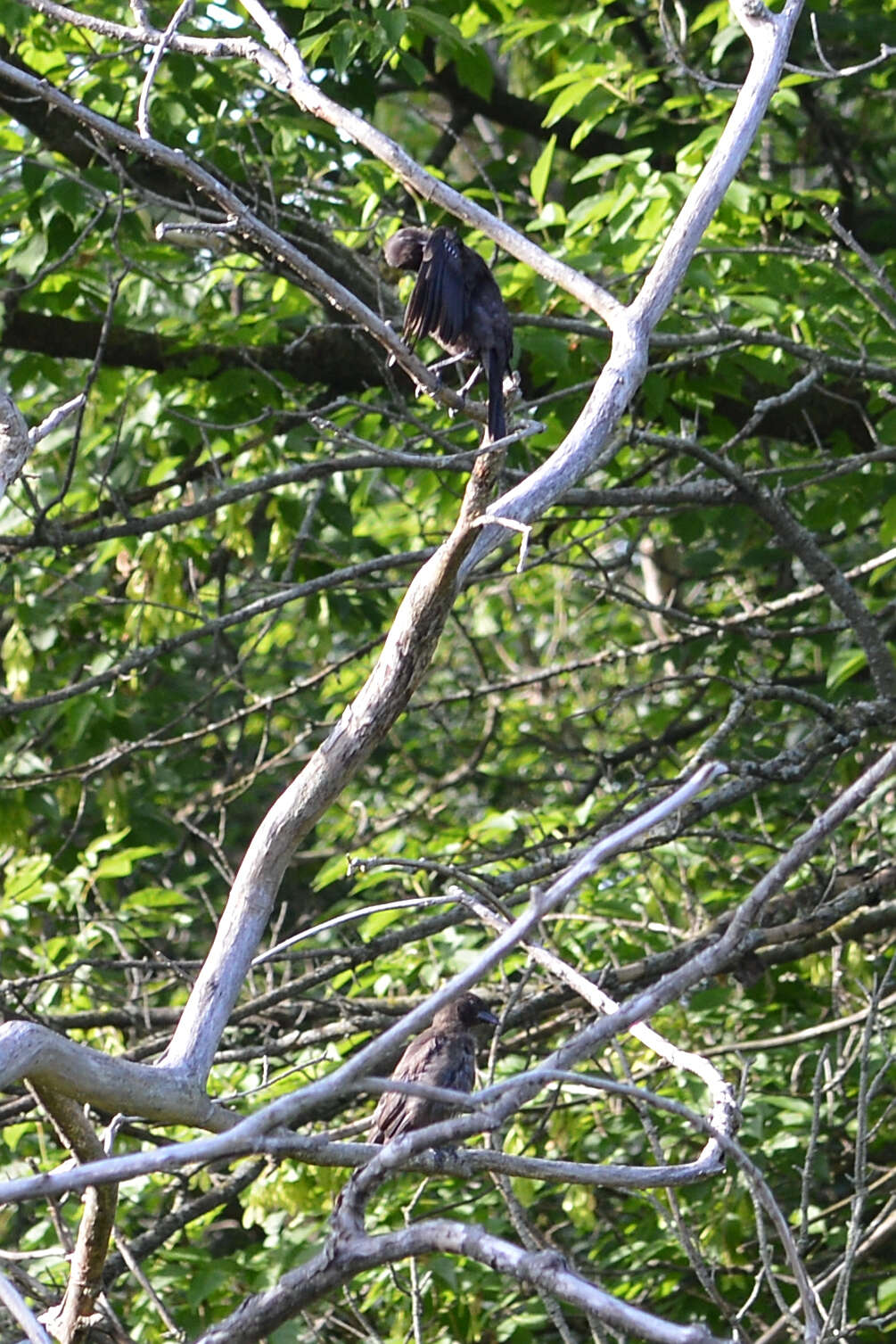 Image of Brown-headed Cowbird