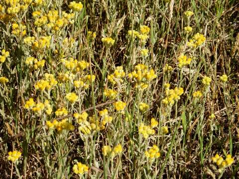 Image of strawflower