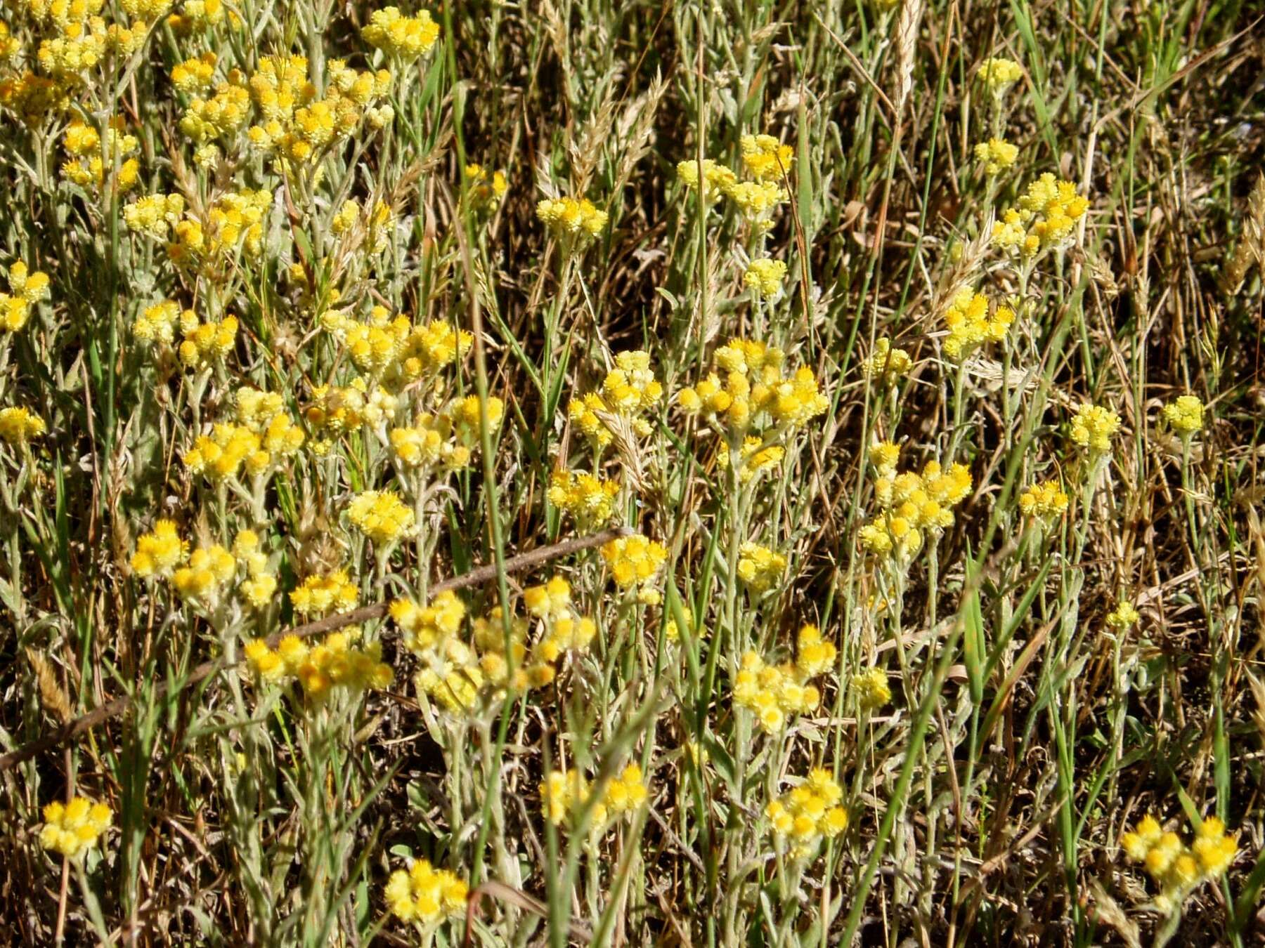 Image of strawflower