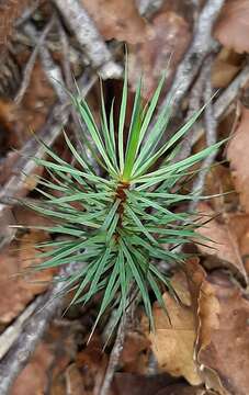 Image of Dawsonia superba Greville 1847