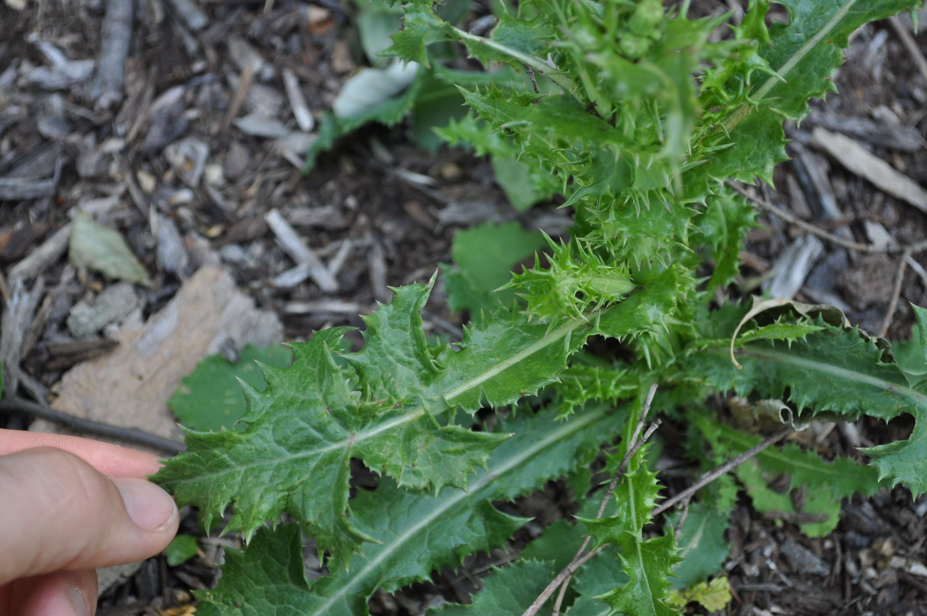 Image of common sowthistle