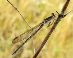 Image of Siberian Winter Damsel