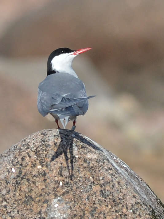 Image of Arctic Tern