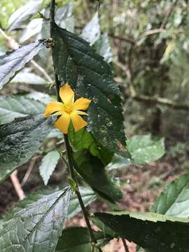 Image of Turnera panamensis Urb.