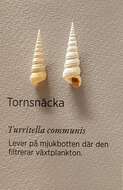 Image of Turritella communis