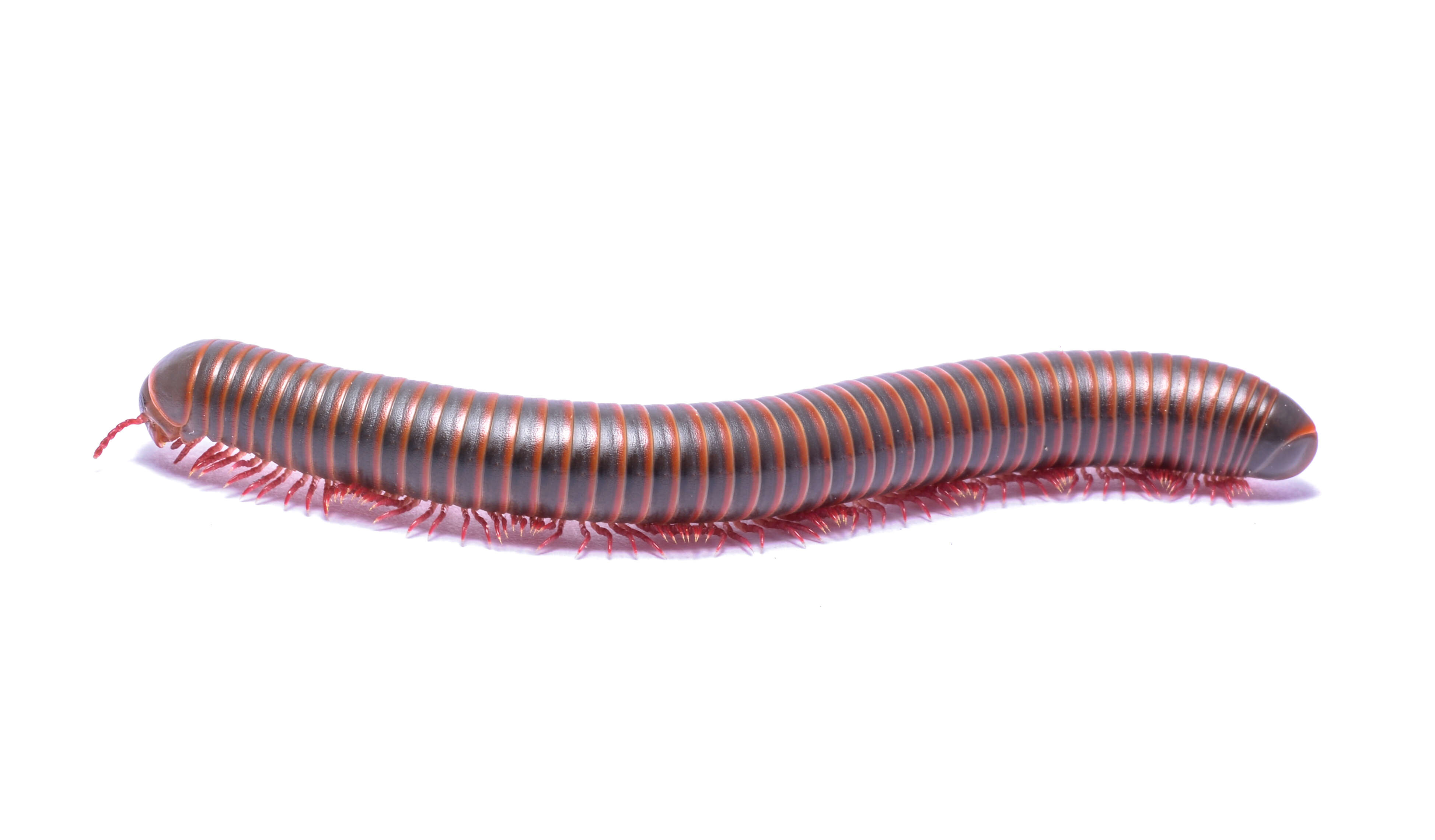 Image of American giant millipede