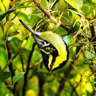 Image of Black-lored Tit