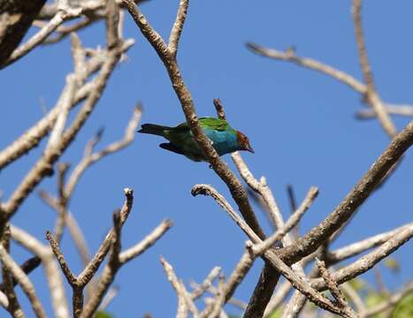 Image of Bay-headed Tanager