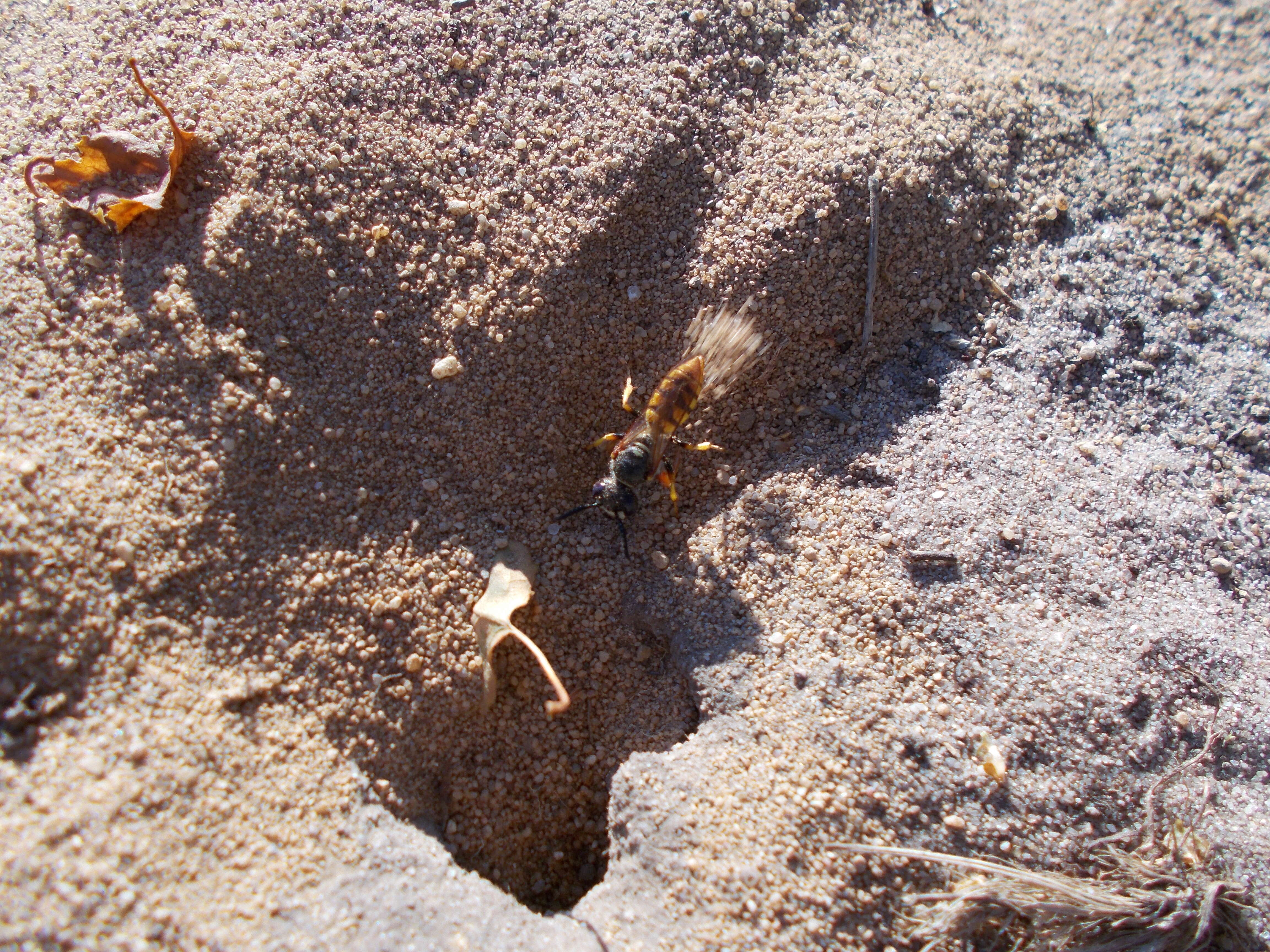 Imagem de Philanthus triangulum (Fabricius 1775)