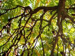 Image of staghorn sumac