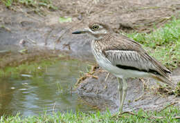 Image of Water Dikkop