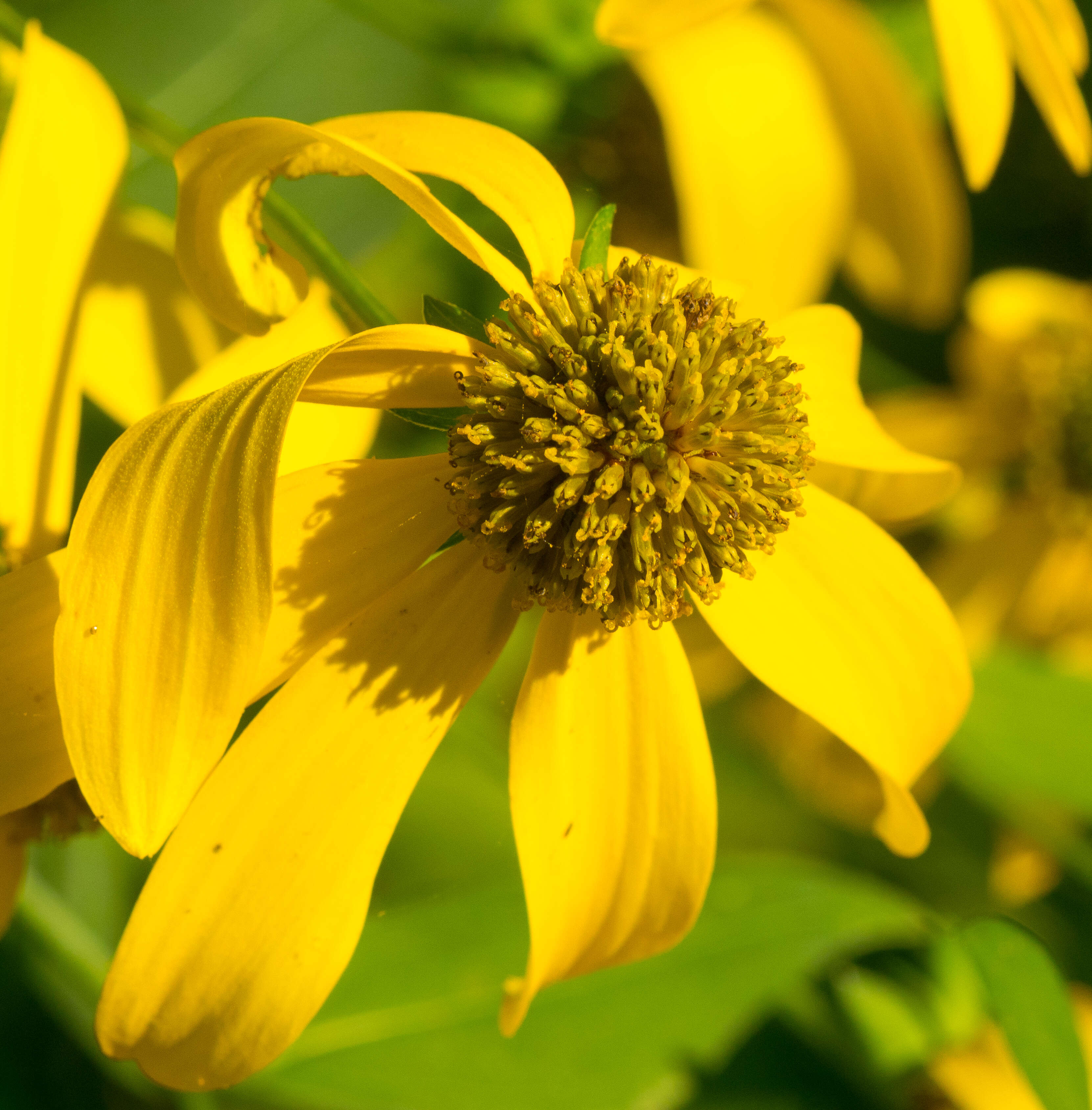 Image of cutleaf coneflower