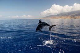 Image of Long-beaked Dolphin