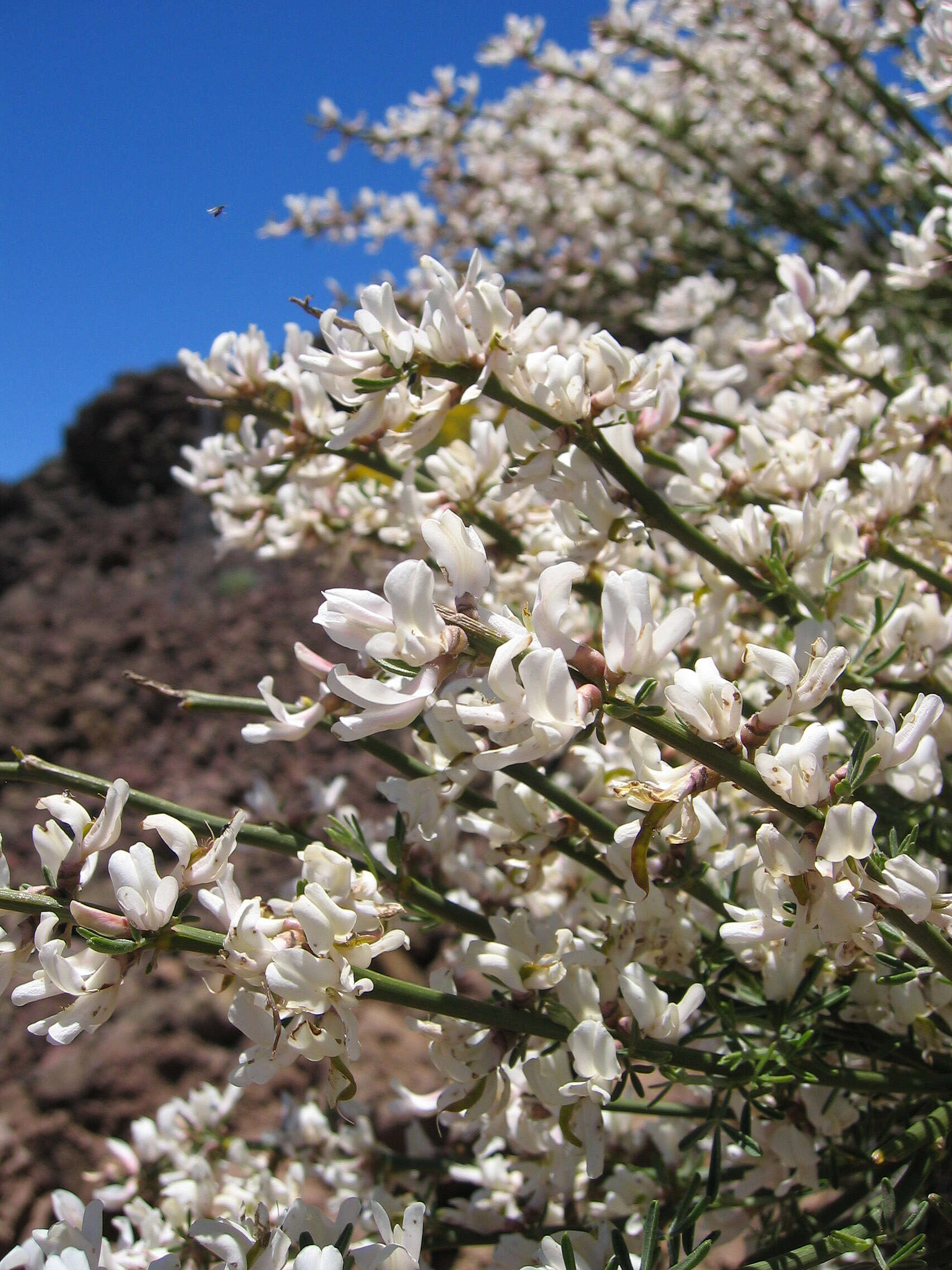 Image of Tiede White Broom