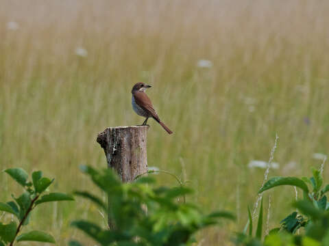 Image of Red-backed Shrike