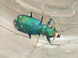 Image of Sagebrush Tiger Beetle