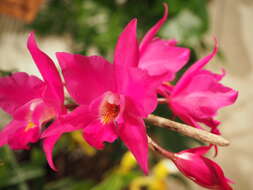 Image of Laelia gouldiana Rchb. fil.