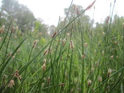 Image of Common Spike-rush