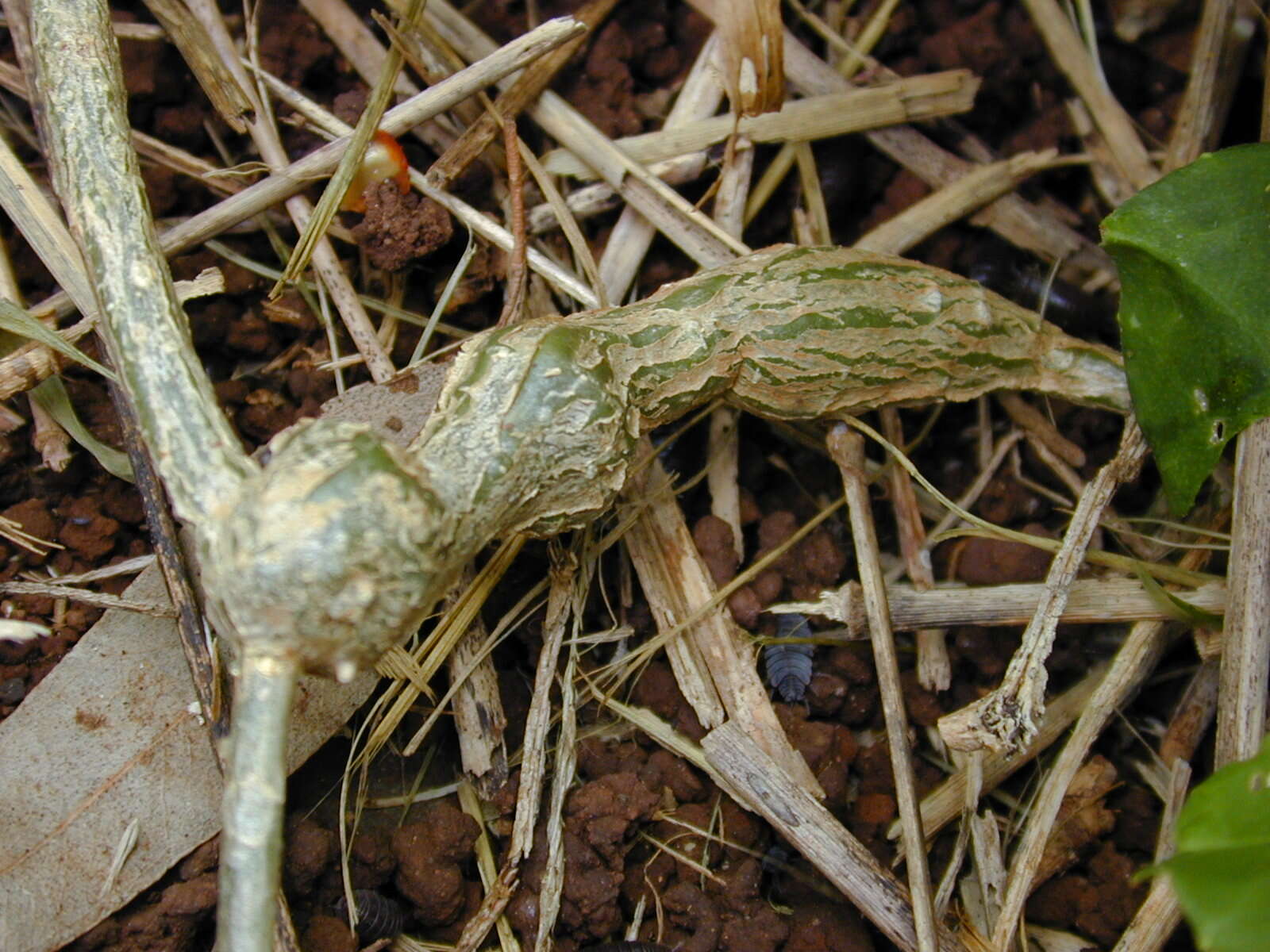 Image of African vine borer