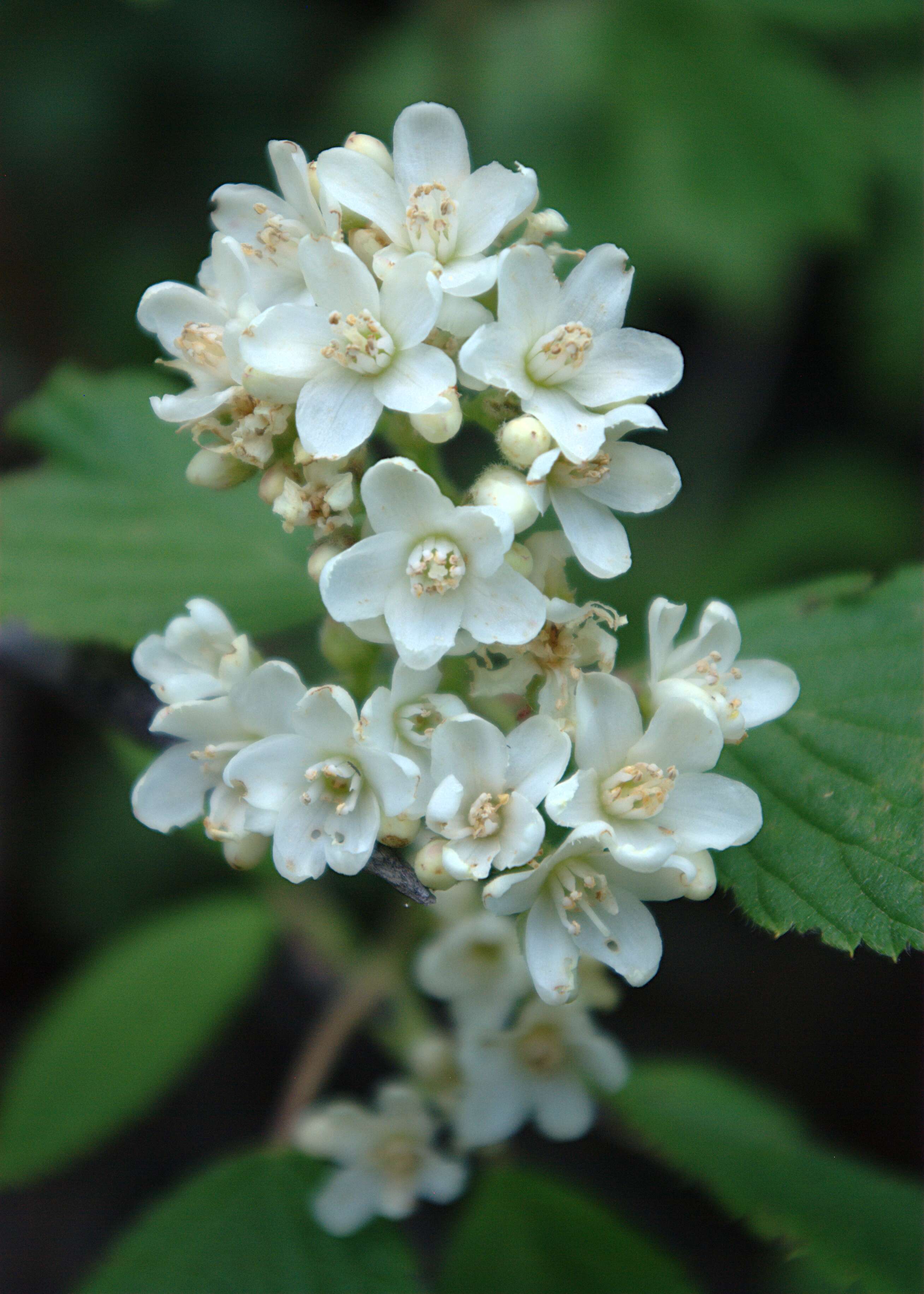 Image of fivepetal cliffbush