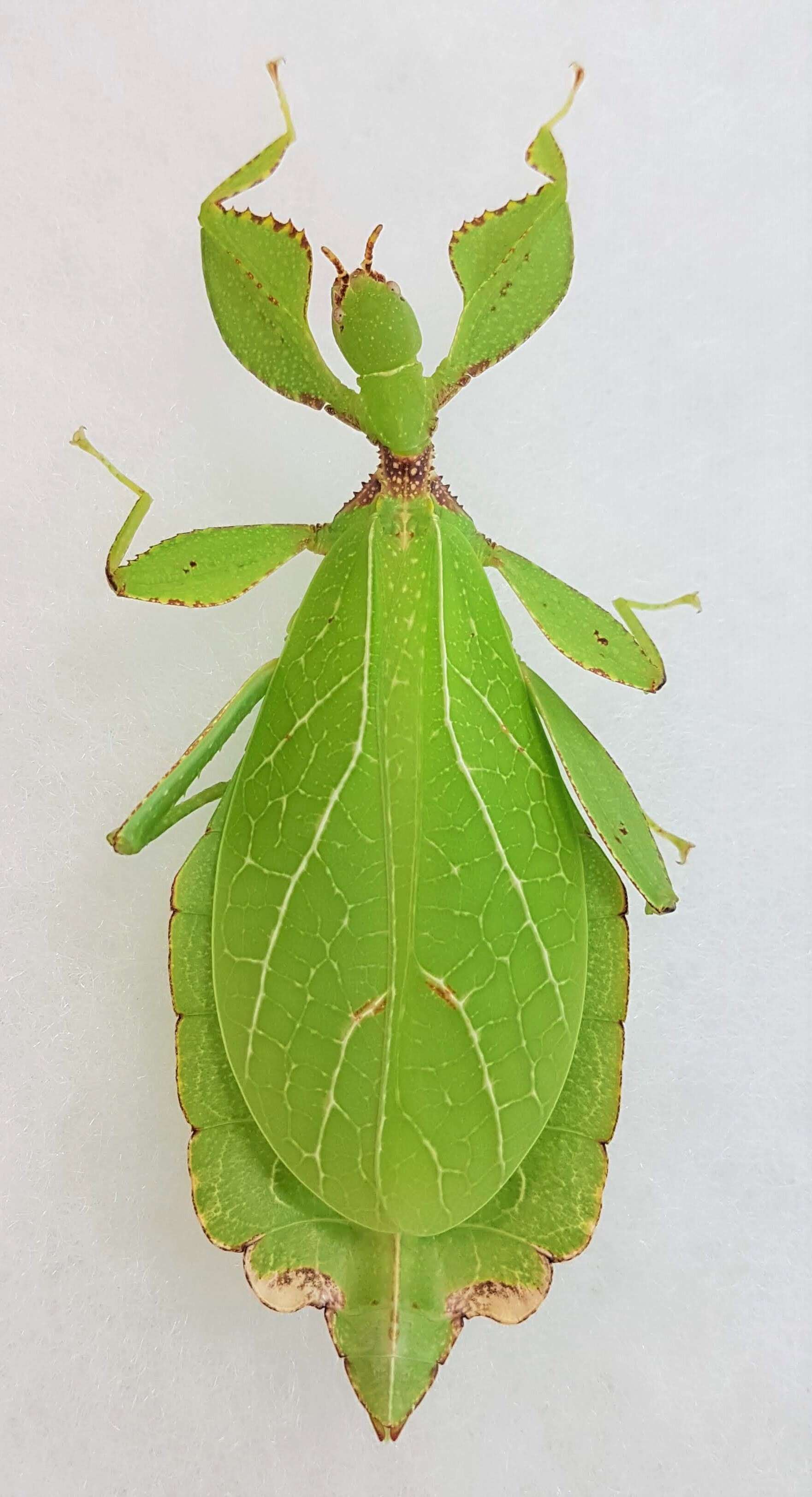 Image of Phyllium (Phyllium) philippinicum Hennemann, Conle, Gottardo & Bresseel 2009