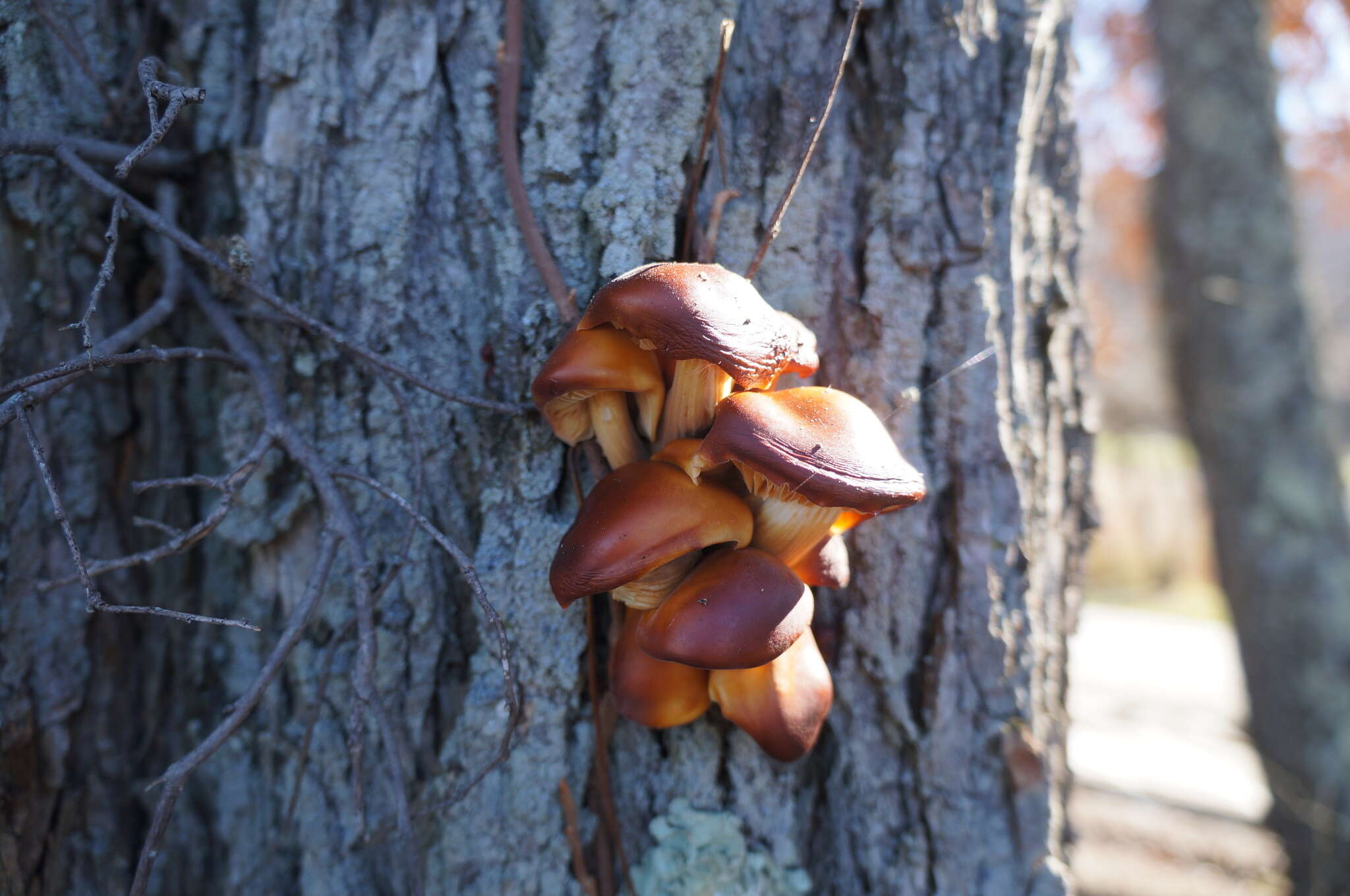 Plancia ëd Flammulina velutipes (Curtis) Singer 1951