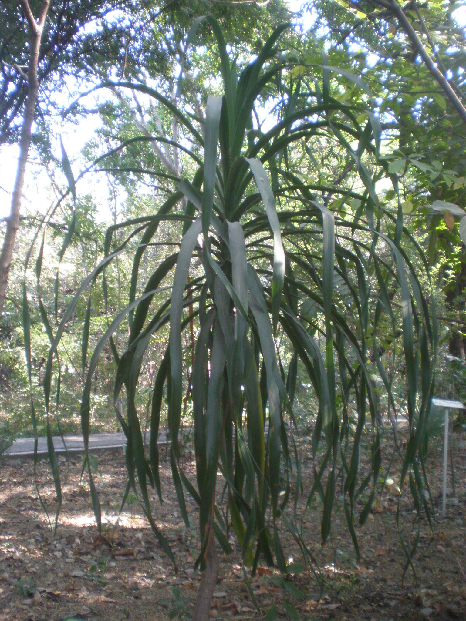 Image of Beaucarnea goldmanii Rose