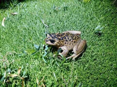 Image of Pehuenche Spiny-chest Frog