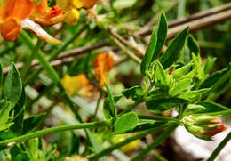 Image of Common Bird's-foot-trefoil