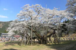 Image de Prunus spachiana (Lavallee ex H. Otto) Kitamura