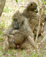 Image of Chacma Baboon