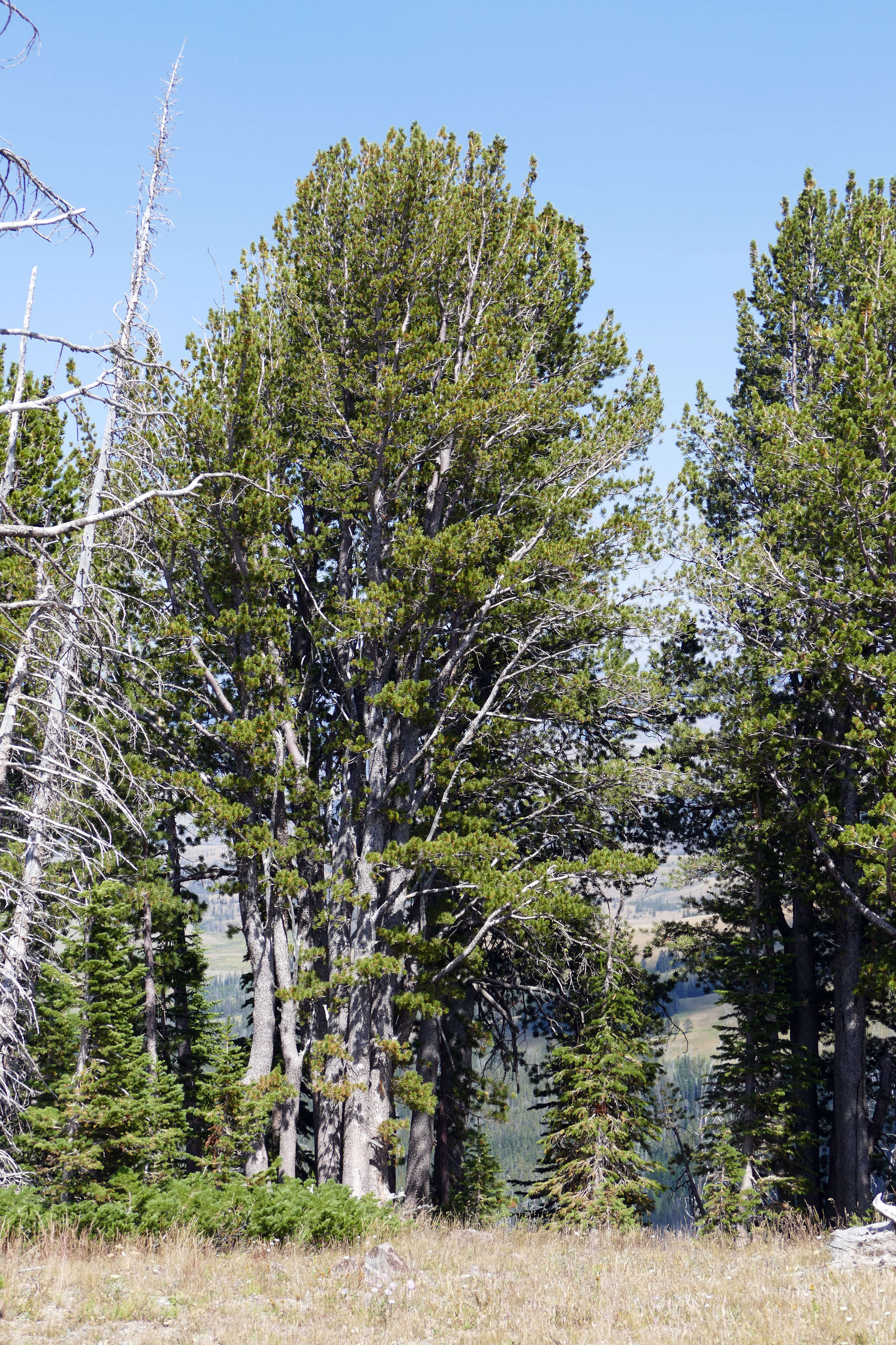 Image of whitebark pine