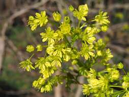 Image of Norway Maple