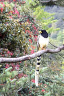 Image of Gold-billed Magpie