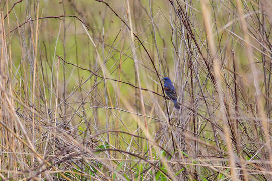 Image of Blue Grosbeak