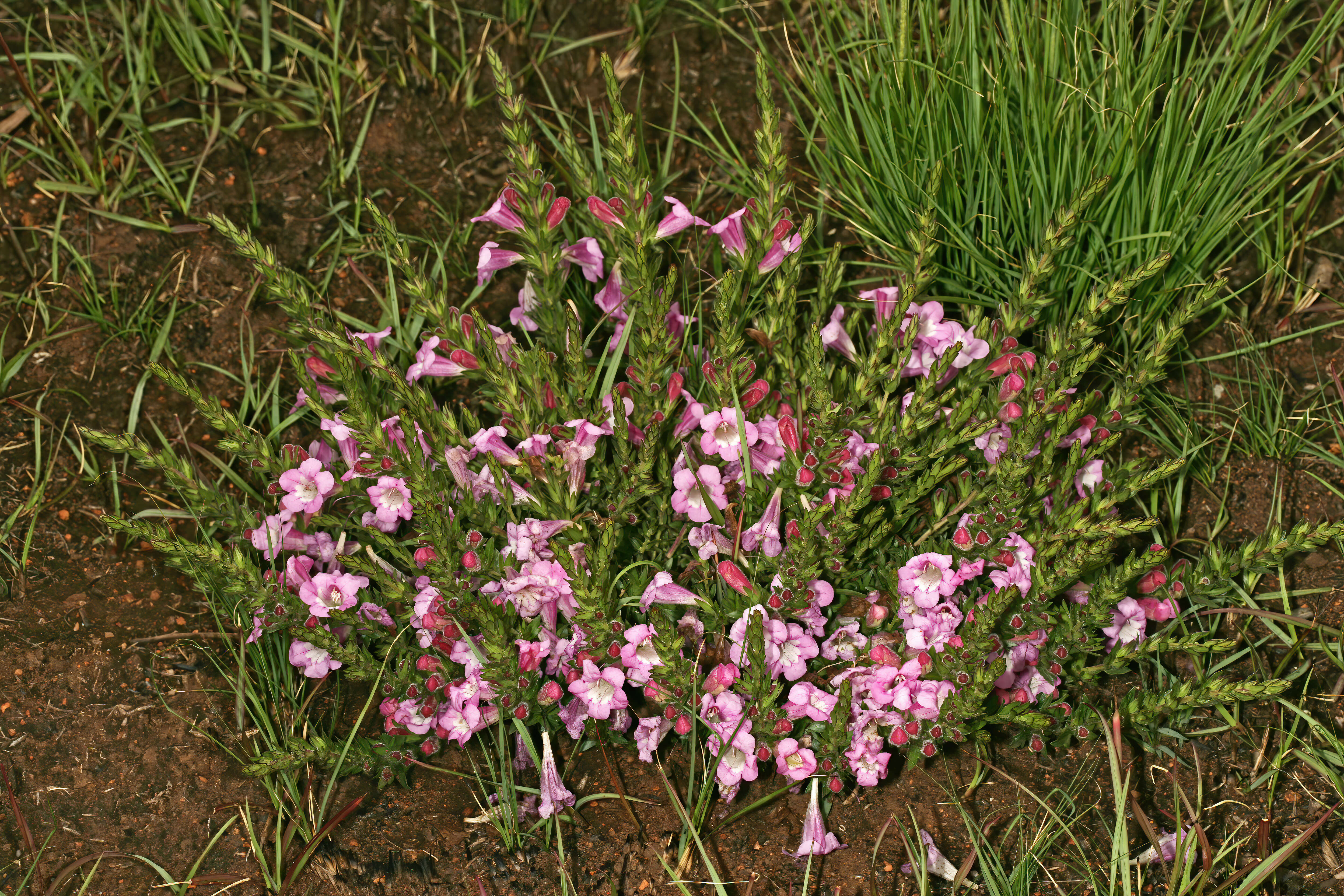 Image of Ground bells