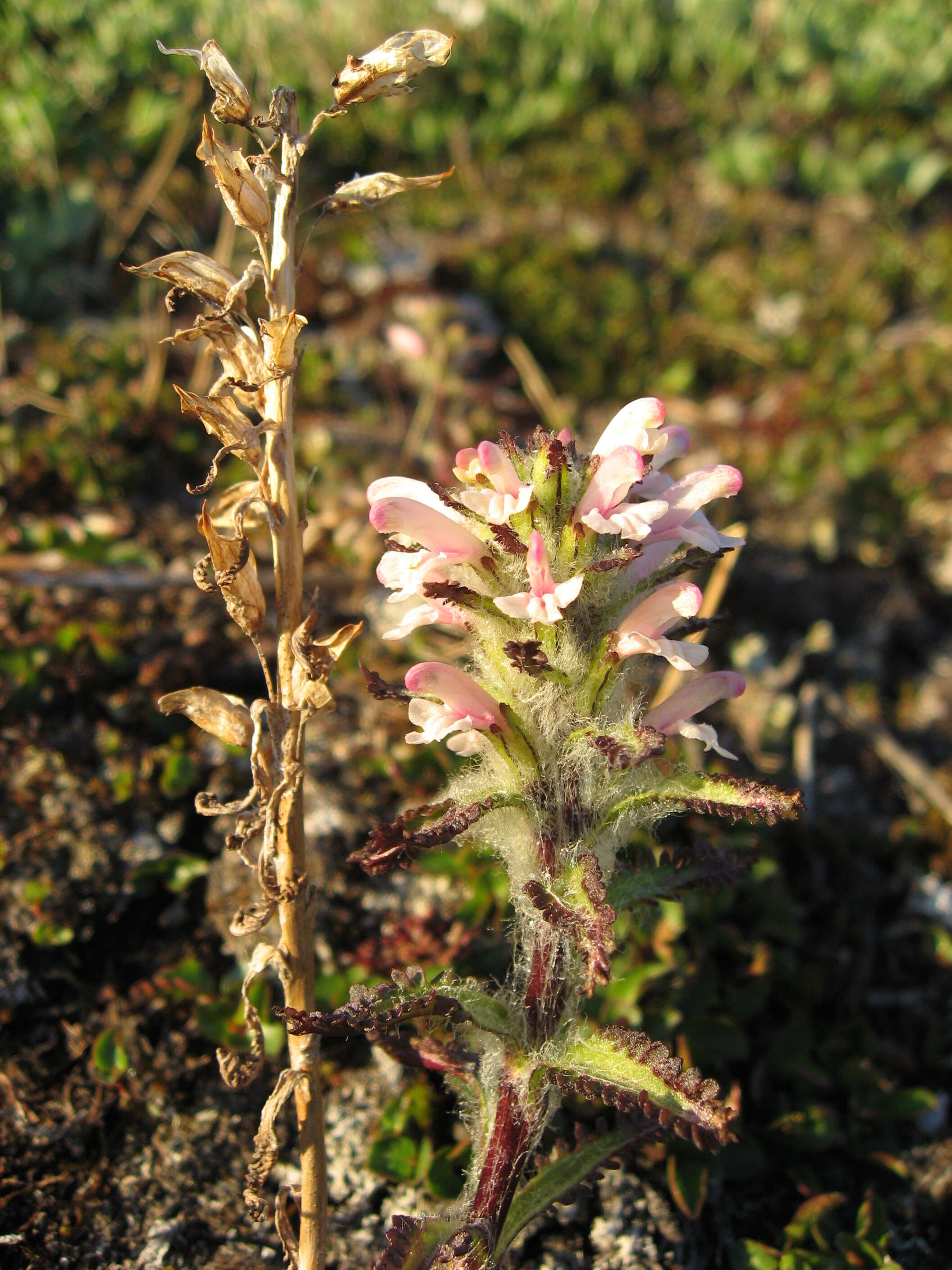 Image of hairy lousewort