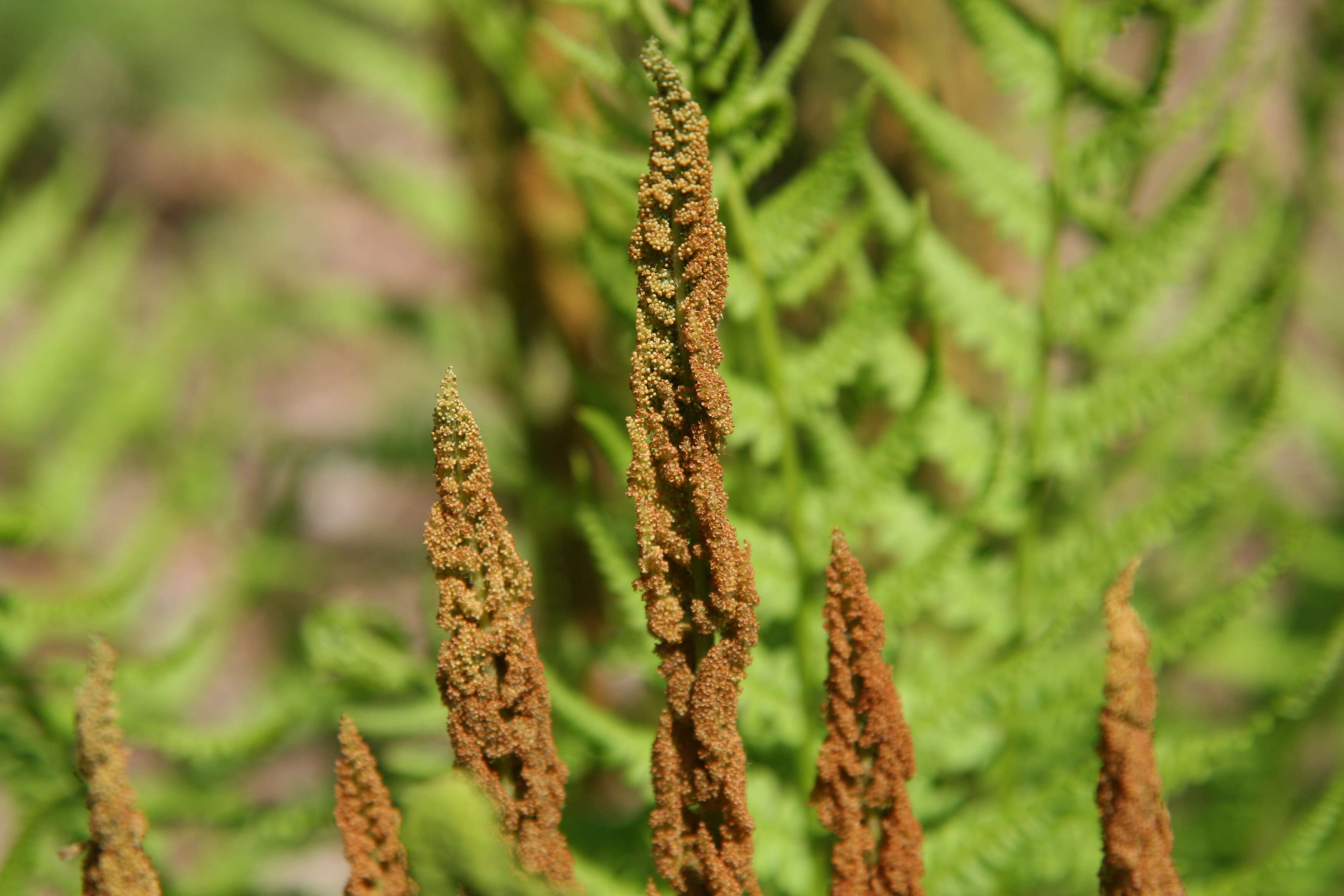 Image of Osmundastrum cinnamomeum Presl