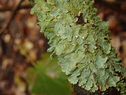 Image of Hammered shield lichen