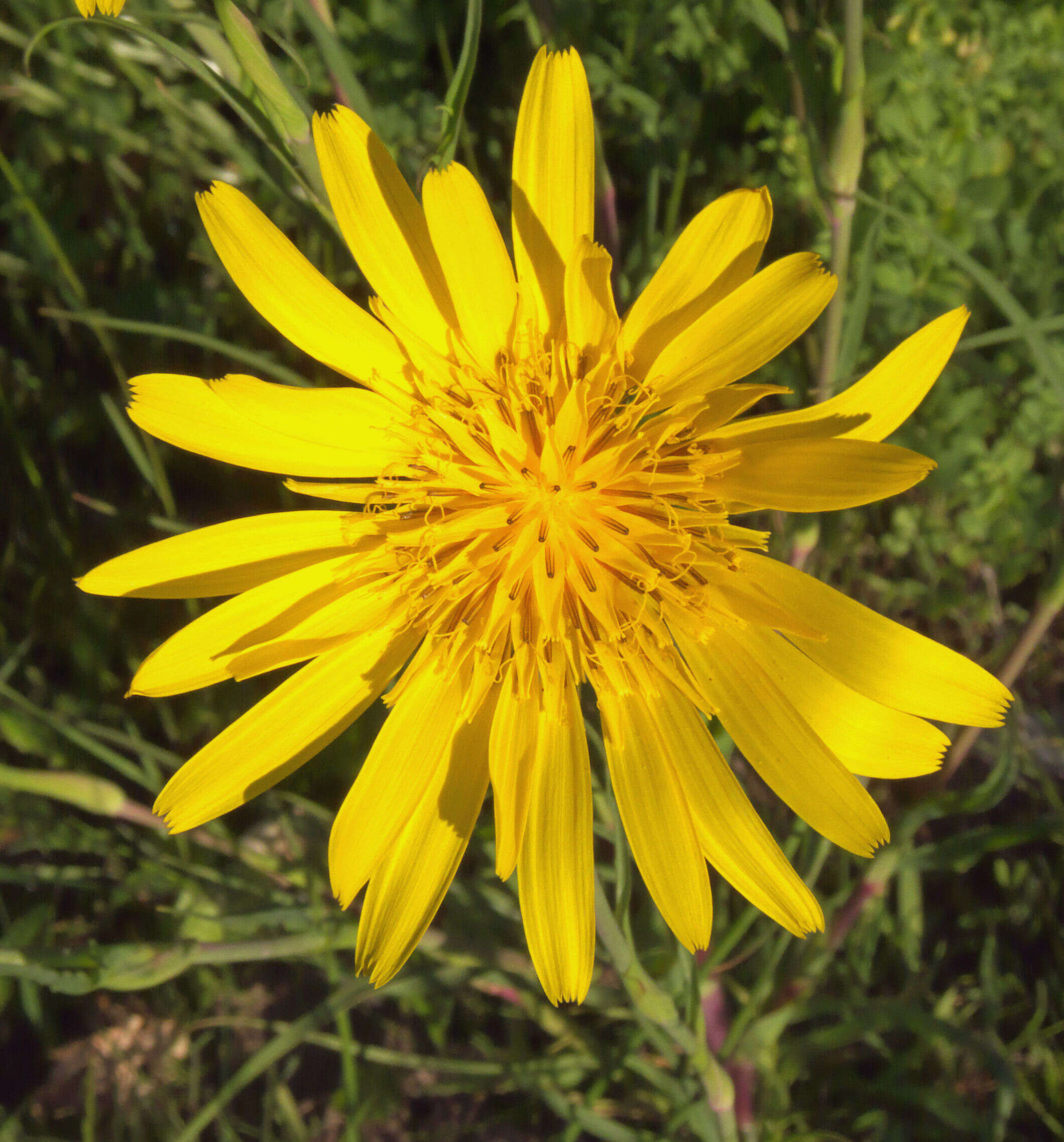 Image of Tragopogon orientalis L.