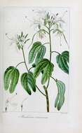 Sivun Bauhinia divaricata L. kuva