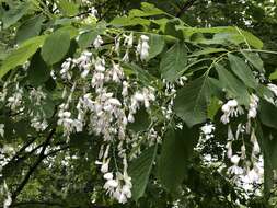 Image of yellowwood