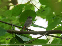 Image of Rusty-tailed Flycatcher