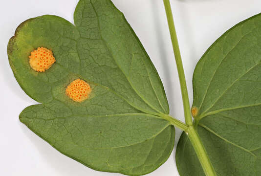 Image of Puccinia recondita Roberge ex Desm. 1857