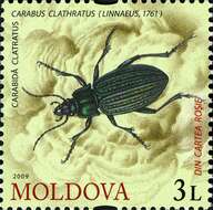 Imagem de Carabus (Limnocarabus) clatratus Linnaeus 1760